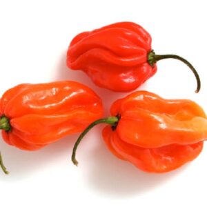 Hot scotch bonet peppers 100g