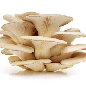 Oyster mushroom 500g