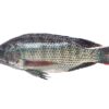 frozen Black Tilapia 1kg