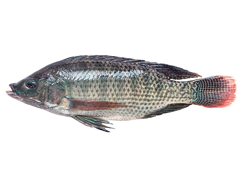 frozen Black Tilapia 1kg