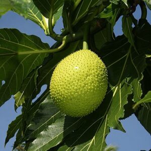 Alternative view of Breadfruit Exotic Fruit Fresh 1kg