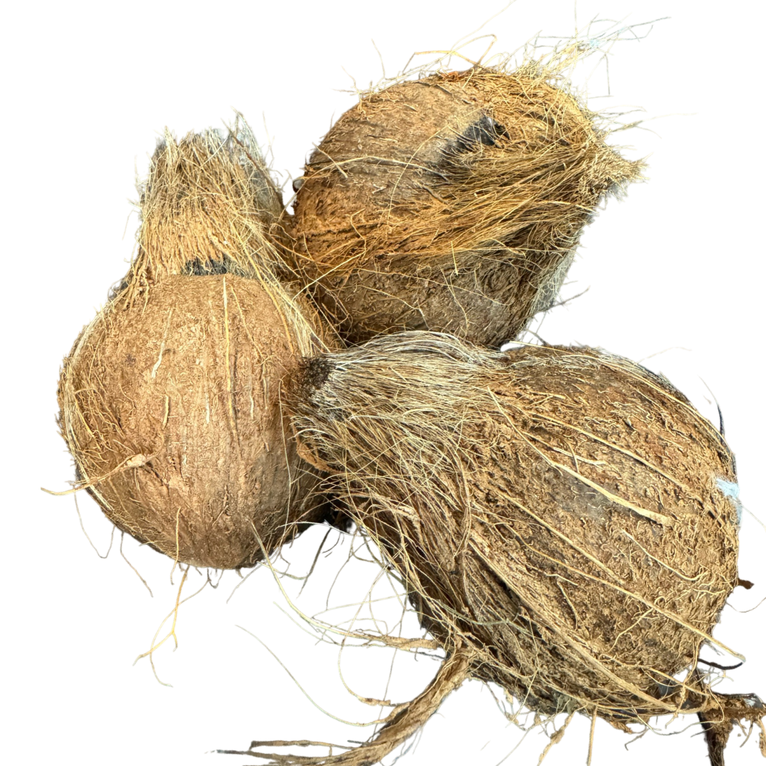 Fresh Brown Coconut (single)