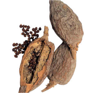 Alligator pepper/ guinea pepper (efom wisa)