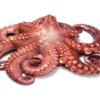 Fresh Octopus Whole