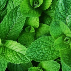 Mint leaves (nunum)